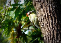/album/fotogaleria/el-pajaro-carpintero-jpg/